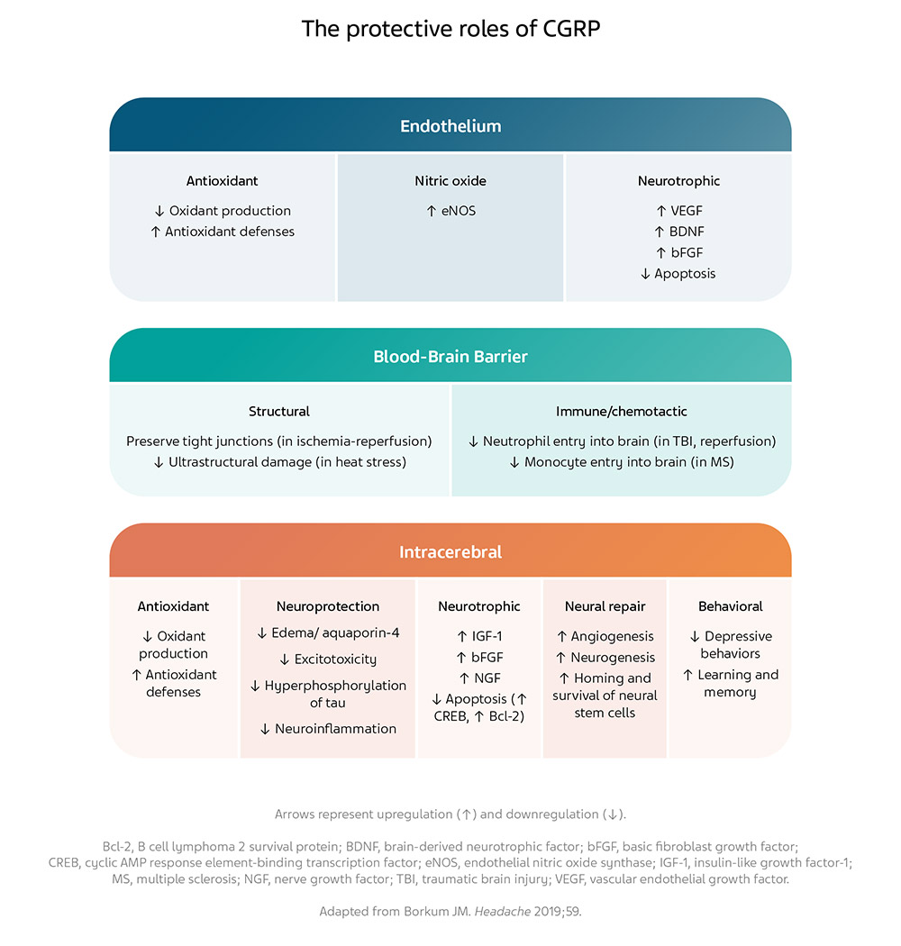 A table with three sections colored blue, green, and orange, respectively, describing the neuroprotective roles of CGRP